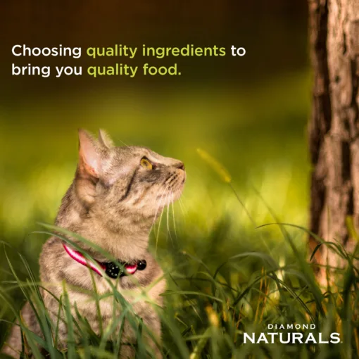 Diamond Naturals Gato Finicky 3 kg - Imagen 2